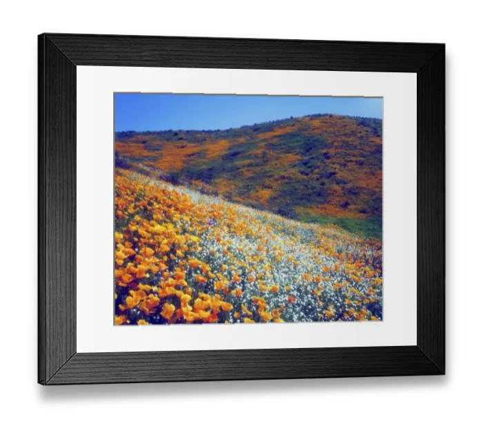 Framed Print : USA, North America, California