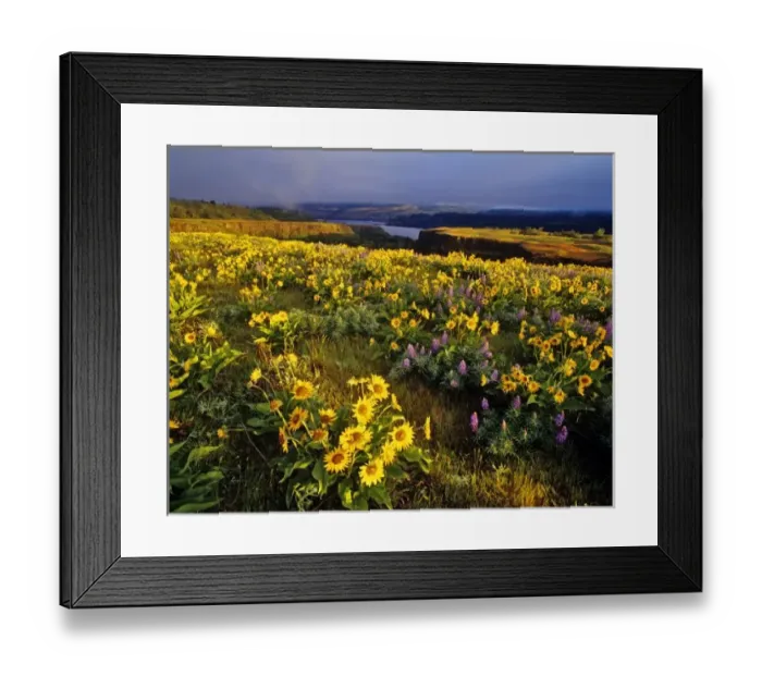 Framed Print : Spring wildflowers in abundance at the Tom McCall Preserve in Oregon
