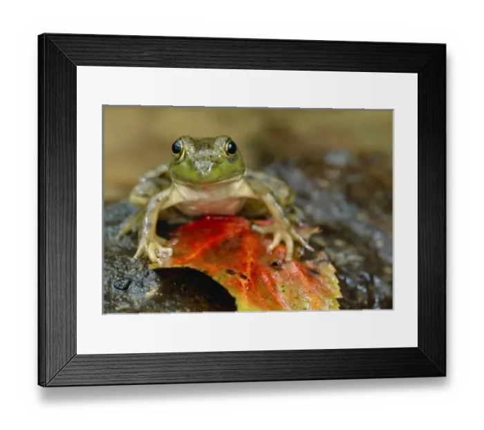 Framed Print : Green frog along the Buffalo Creek bank, Wet Prong of Buffalo Loop Trail, Mammoth Framed Print : Green frog along the Buffalo Creek bank, Wet Prong of Buffalo Loop Trail, Mammoth