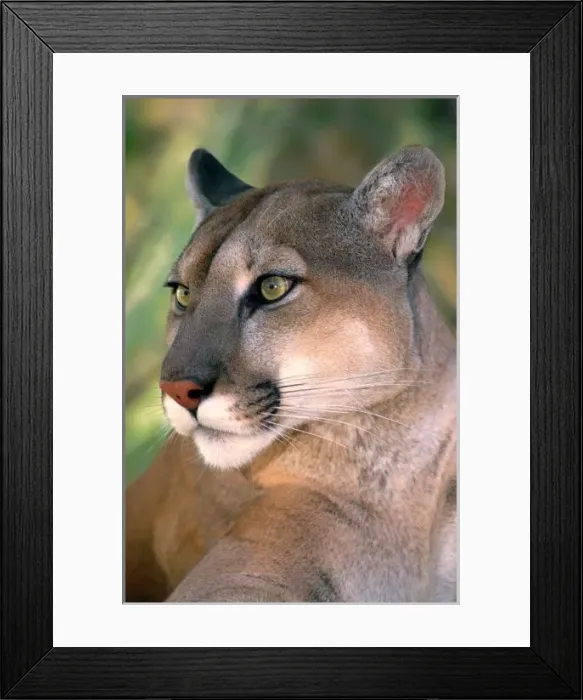 Framed Print : USA, California, Los Angeles County. Portrait of mountain lion or cougar at Wildlife Framed Print : USA, California, Los Angeles County. Portrait of mountain lion or cougar at Wildlife