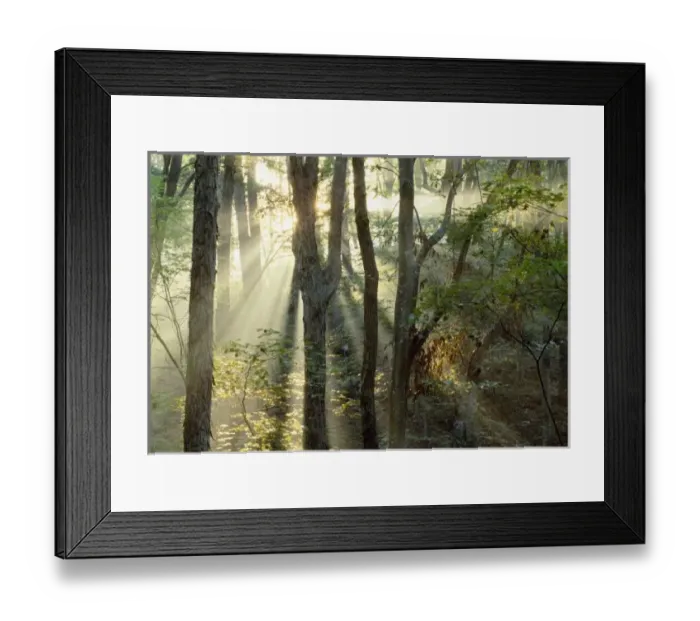 Framed Print : Sunrise through oak and hickory forest, Mammoth Dome Sink Trail, Mammoth Cave National Park