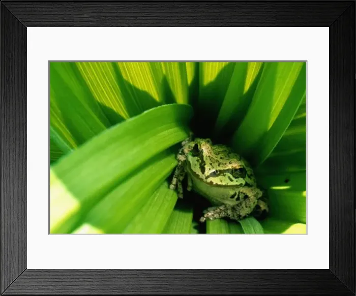 Framed Print : USA, Oregon, Treefrog in False Hellebore Framed Print : USA, Oregon, Treefrog in False Hellebore