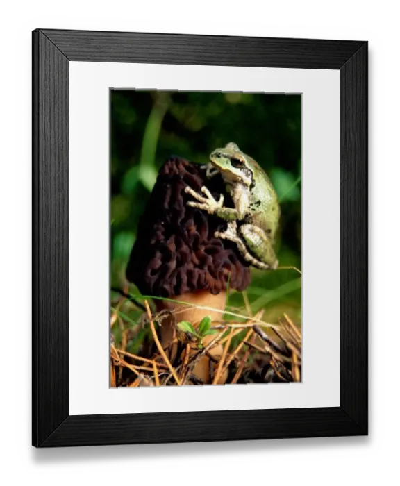Framed Print : USA, Oregon, Treefrog Framed Print : USA, Oregon, Treefrog