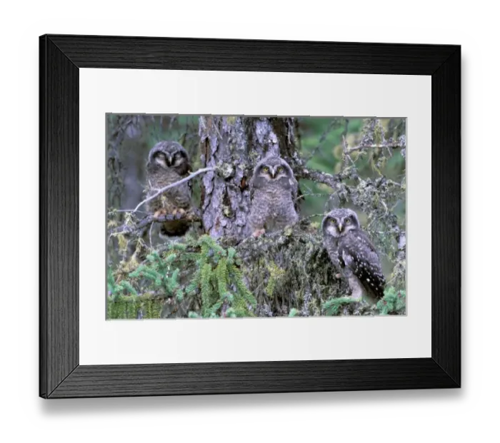 Framed Print : North America, USA, Oregon. Burrowing Owls Framed Print : North America, USA, Oregon. Burrowing Owls