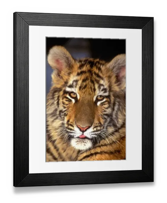 Framed Print : USA, California, Los Angeles County. Portrait of Bengal tiger cub at Wildlife Waystation Framed Print : USA, California, Los Angeles County. Portrait of Bengal tiger cub at Wildlife Waystation