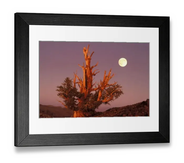 Framed Print : USA, California, Inyo National Forest, White Mountains. Full moon rising behind ancient