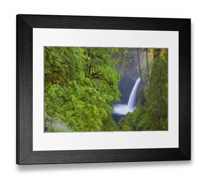 Framed Print : USA, Eagle Creek, Columbia Gorge, Oregon. Melako Falls and big-leaf maple on Eagle Creek Framed Print : USA, Eagle Creek, Columbia Gorge, Oregon. Melako Falls and big-leaf maple on Eagle Creek