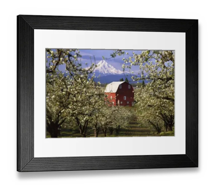 Framed Print : N. A. USA, Oregon, Hood River County. Red barn in pear orchard in spring with Mt