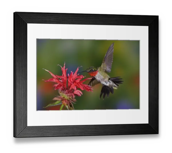 Framed Print : Male Ruby-throated Hummingbird feeding on flower, Louisville, Kentucky