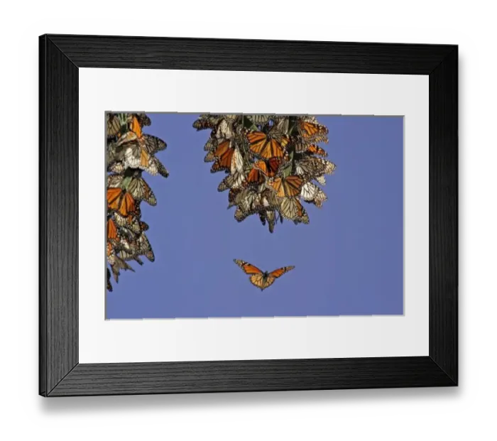 Framed Print : USA, California, Pismo Beach. Monarch butterflies clustering at a winter roost Framed Print : USA, California, Pismo Beach. Monarch butterflies clustering at a winter roost