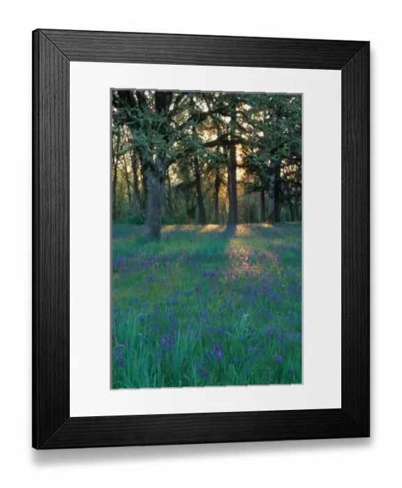 Framed Print : NA, USA, Oregon, Salem. Field of camas and oak trees Framed Print : NA, USA, Oregon, Salem. Field of camas and oak trees