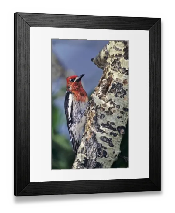 Framed Print : USA, California, Eastern Sierras, Lee Vining. Male red-breasted sapsucker perched on aspen tree