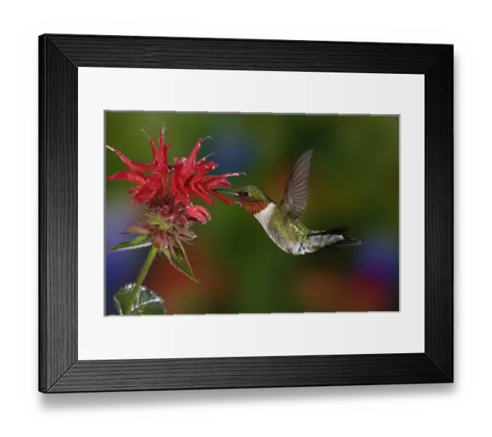 Framed Print : Male Ruby-throated Hummingbird feeding on flower, Louisville, Kentucky Framed Print : Male Ruby-throated Hummingbird feeding on flower, Louisville, Kentucky