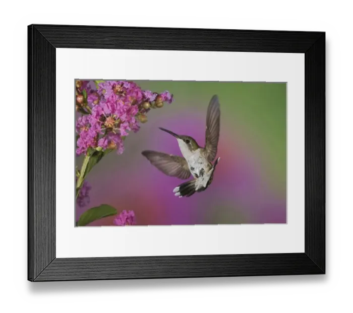 Framed Print : Juvenile male Ruby Throated Hummingbird in flight, Archilochus colubris, Kentucky Framed Print : Juvenile male Ruby Throated Hummingbird in flight, Archilochus colubris, Kentucky