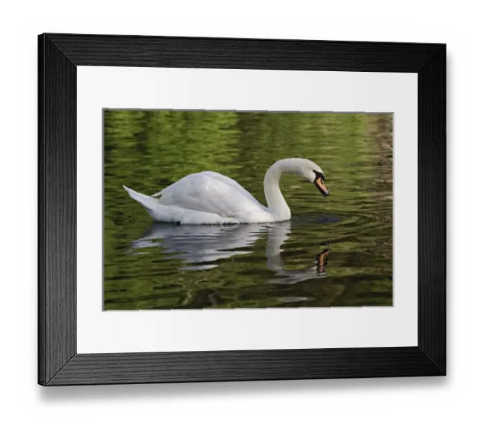 Framed Print : Mute Swan (Cygnus olor) Louisville, Kentucky