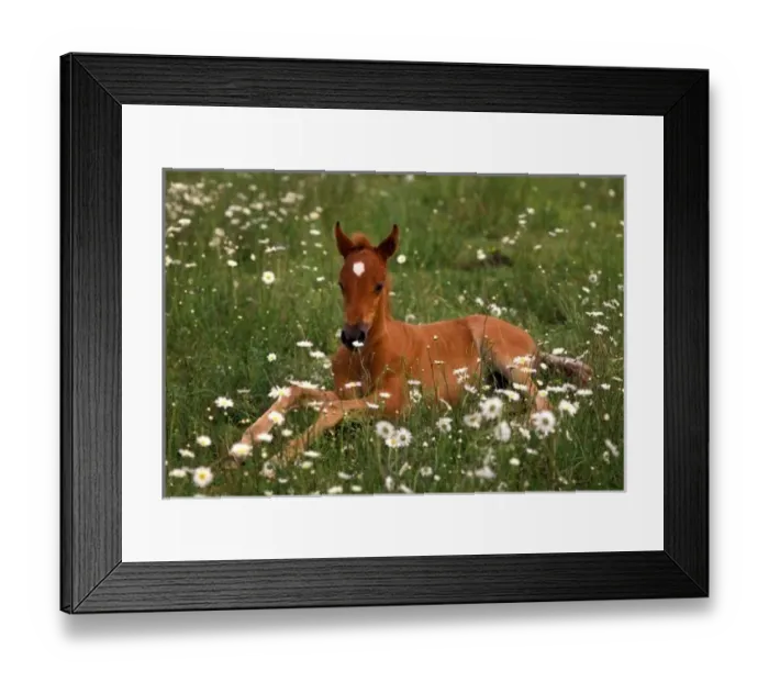 Framed Print : USA, Oregon, Arabian Pony