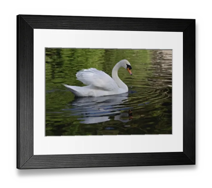 Framed Print : Mute Swan (Cygnus olor) Louisville, Kentucky Framed Print : Mute Swan (Cygnus olor) Louisville, Kentucky