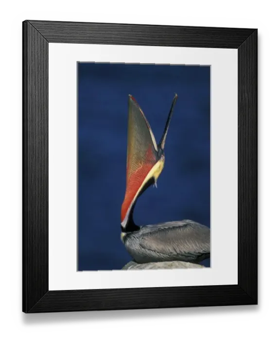Framed Print : USA, California, La Jolla. Side view of brown pelican doing a head throw with wide pouch