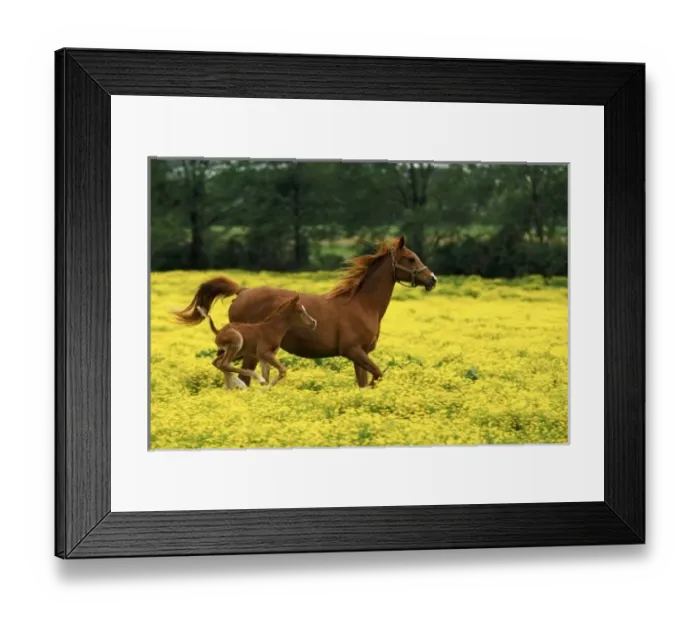 Framed Print : Arabian foal