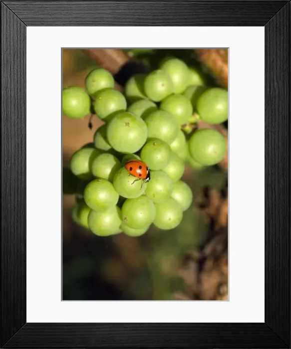 Framed Print : Close up of lady