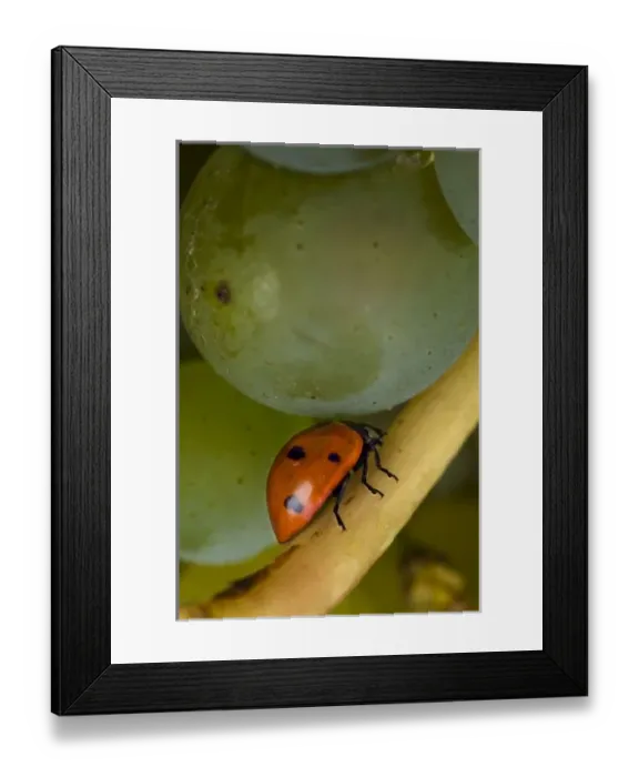 Framed Print : USA, North America, Oregon Framed Print : USA, North America, Oregon