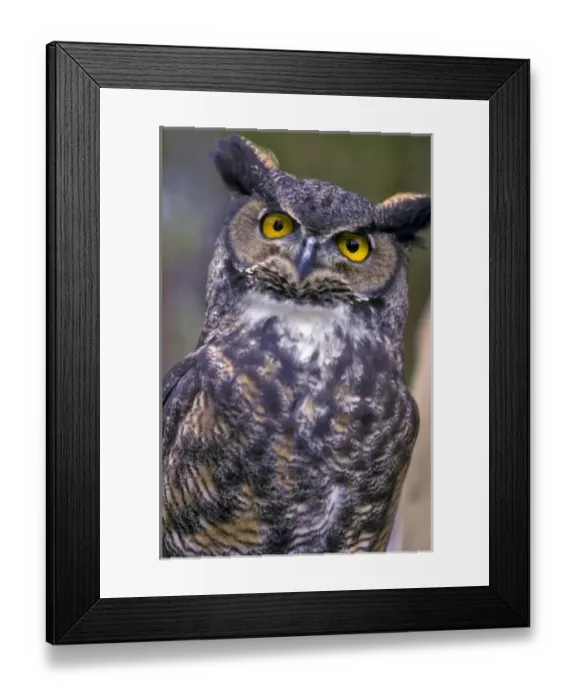 Framed Print : Great Horned Owl Framed Print : Great Horned Owl