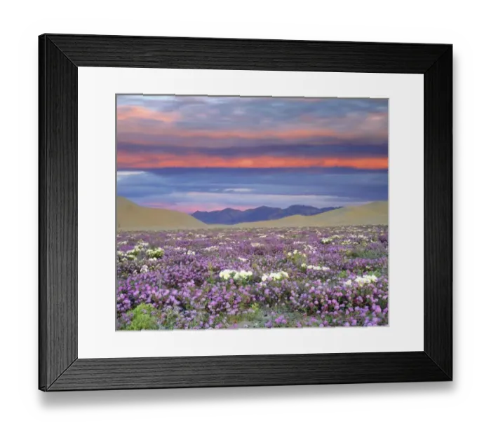 Framed Print : USA, California, Dumont Dunes. Sand verbena and dune primrose wildflowers at sunset