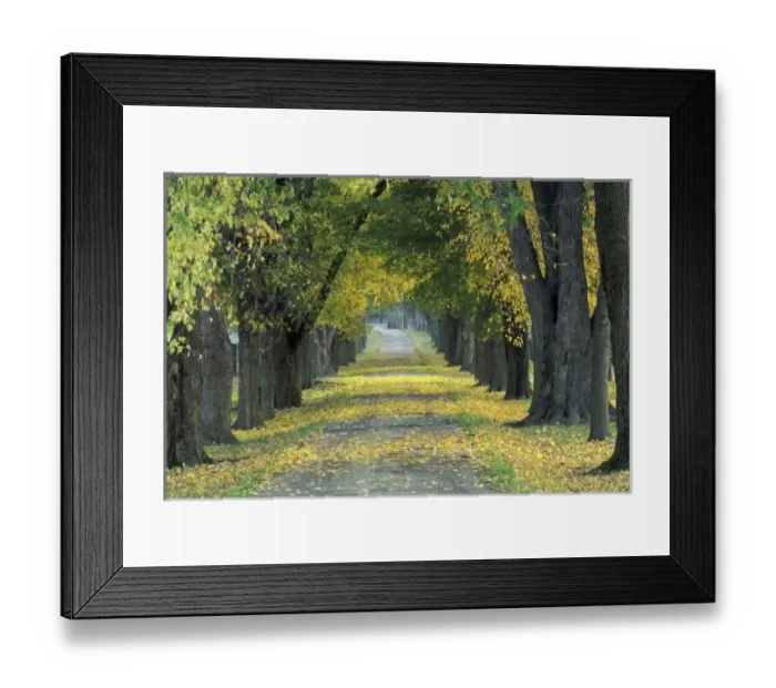 Framed Print : USA, Kentucky, Louisville. Tree-lined road in autumn