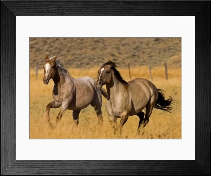 Framed Print : US, Oregon, Seneca Framed Print : US, Oregon, Seneca