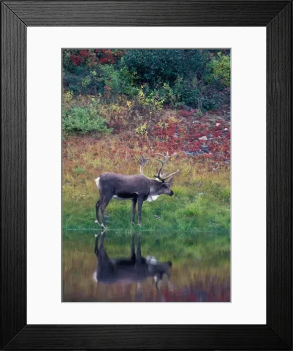 Framed Print : North America, USA, Denali NP, Caribou (Rangifer tarandus) Framed Print : North America, USA, Denali NP, Caribou (Rangifer tarandus)