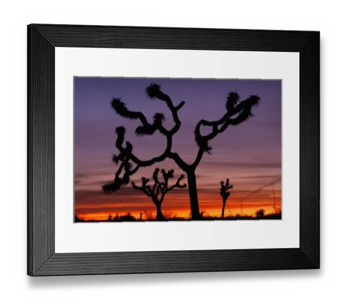 Framed Print : NA, USA, California. Joshua Tree National Monument. Joshua Trees (Yucca brevifolia)
