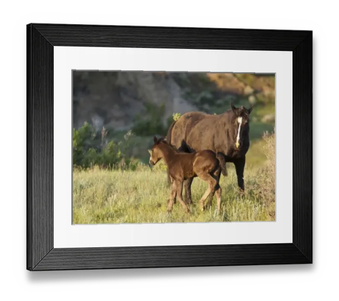 Framed Print : Wild Horses Framed Print : Wild Horses
