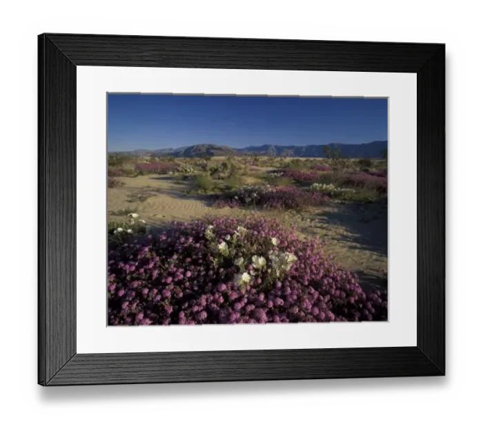 Framed Print : USA, California, Anza Borrego Desert State Park, Sonoran Desert, Dune and Evening Primrose Framed Print : USA, California, Anza Borrego Desert State Park, Sonoran Desert, Dune and Evening Primrose