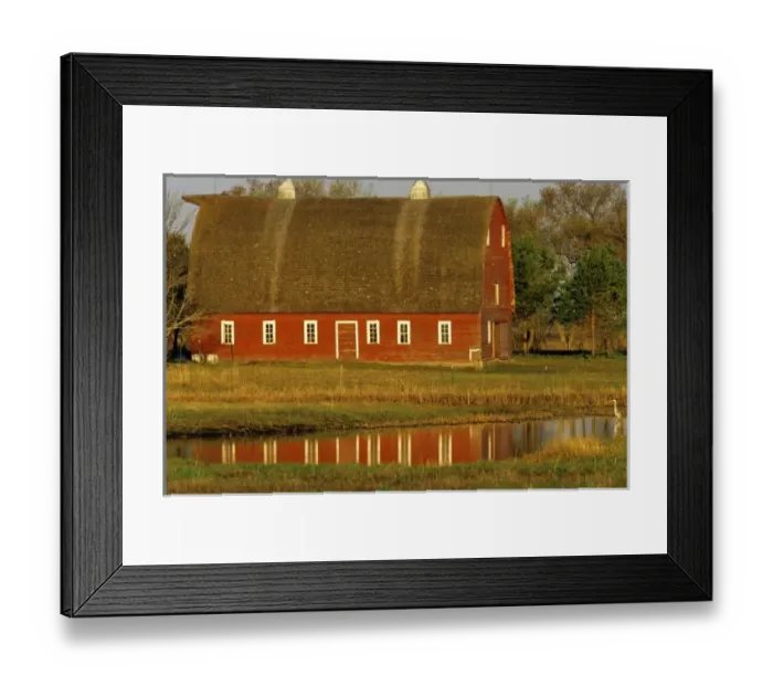 Framed Print : Blue Heron in pond & Red Barn near Abercrombie North Dakota Framed Print : Blue Heron in pond & Red Barn near Abercrombie North Dakota