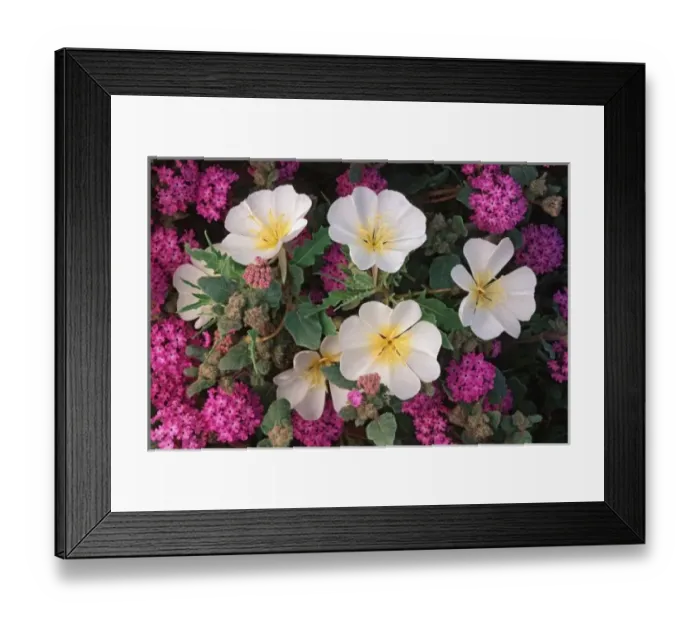 Framed Print : Desert Evening Primrose and Desert Sand Verbena, Anza Borrego Desert State Park, CA Framed Print : Desert Evening Primrose and Desert Sand Verbena, Anza Borrego Desert State Park, CA