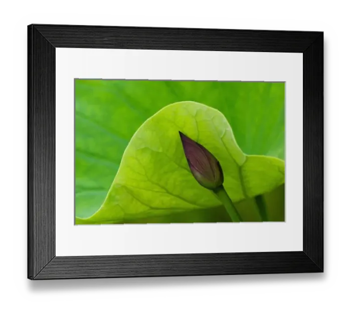 Framed Print : USA; North Carolina; Lotus leaf and bud Framed Print : USA; North Carolina; Lotus leaf and bud