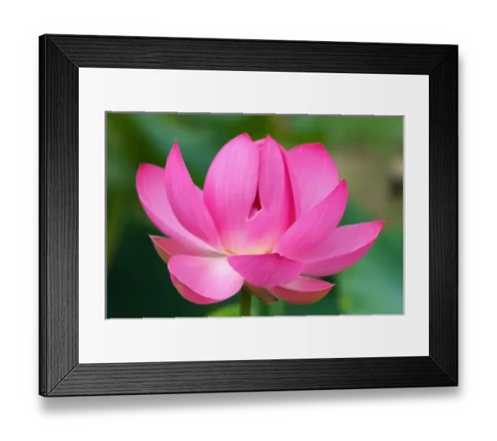 Framed Print : USA; North Carolina; Lotus blossom