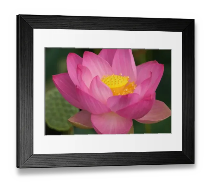 Framed Print : Franklin NC, Perrys Water Garden, Lotus blossom Framed Print : Franklin NC, Perrys Water Garden, Lotus blossom