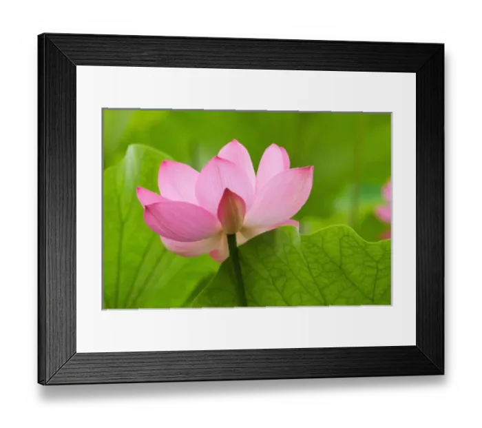 Framed Print : Franklin NC, Perrys Water Garden, Lotus blossom with leaves Framed Print : Franklin NC, Perrys Water Garden, Lotus blossom with leaves