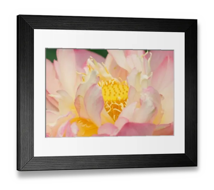 Framed Print : Franklin NC, Perry s Framed Print : Franklin NC, Perry s