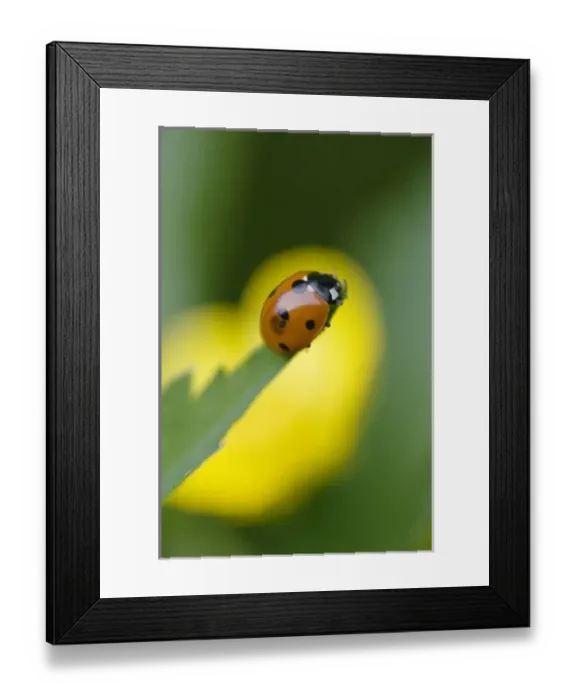 Framed Print : USA, North America, North Carolina Framed Print : USA, North America, North Carolina