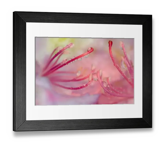Framed Print : USA, North Carolina. Catawba rhododendron with rain drops