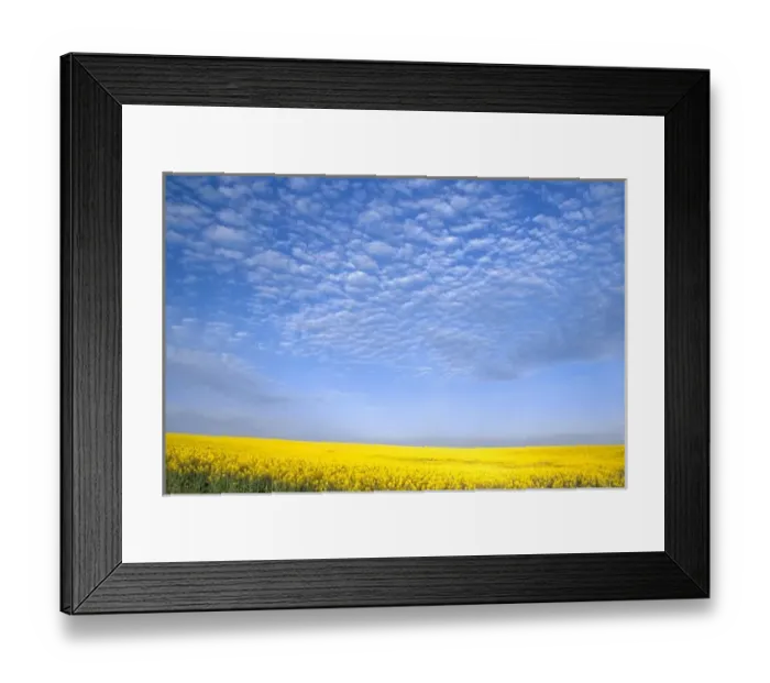 Framed Print : Na, USA, ID, Grangeville, Field of Canola Crop Framed Print : Na, USA, ID, Grangeville, Field of Canola Crop
