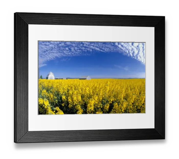 Framed Print : Na, USA, ID, Grangeville, Canola Field and Gray Barn Framed Print : Na, USA, ID, Grangeville, Canola Field and Gray Barn
