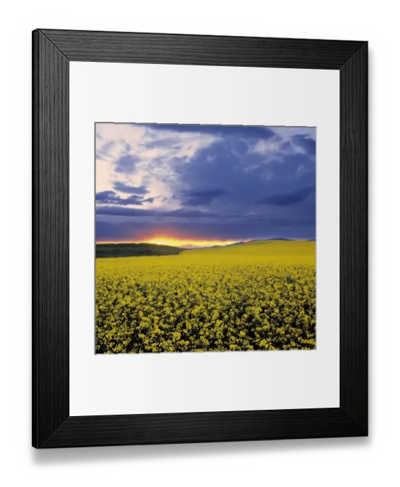Framed Print : USA, Idaho, Swan Valley. A fiery sunset erupts over a bright yellow field of canola in Swan Valley
