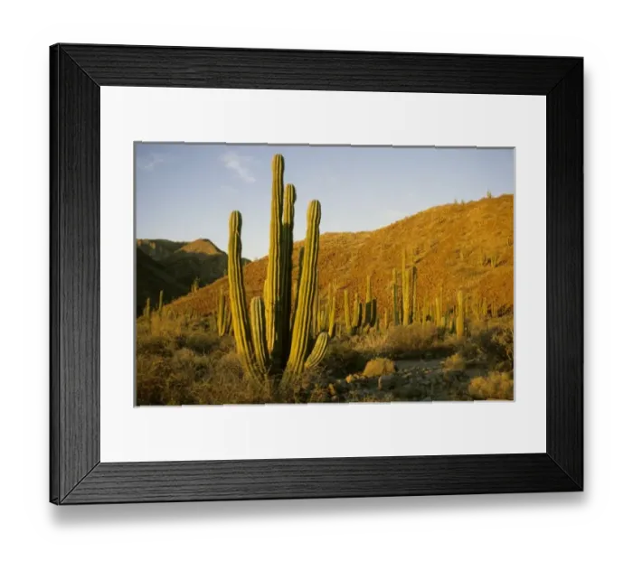 Framed Print : Mexico, Baja, Santa Catalina Island, Sea of Cortez, Cardon Cactus (Pachycereus pringlei) Framed Print : Mexico, Baja, Santa Catalina Island, Sea of Cortez, Cardon Cactus (Pachycereus pringlei)