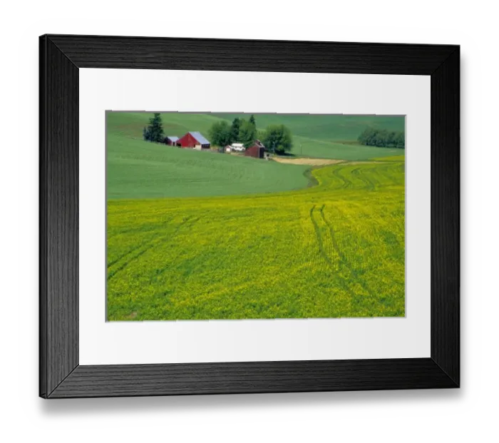 Framed Print : N. A. USA, Idaho, Latah County, near Genesee. Farm with canola field in summer. PR (MR)