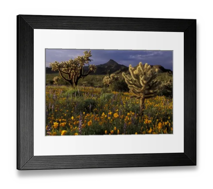 Framed Print : U. S. A. Arizona, Organ Pipe National Monument. Chollas with meadow of desert poppies