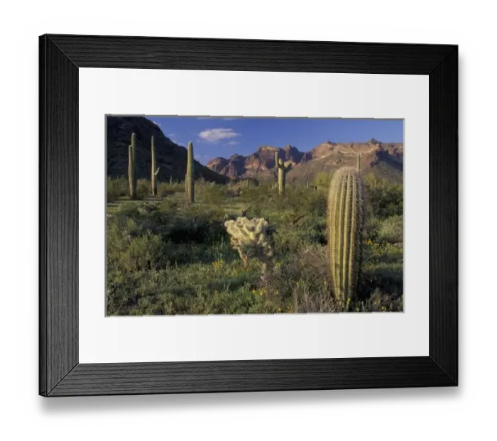 Framed Print : U. S. A. Arizona