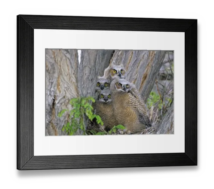 Framed Print : USA, North America, Idaho